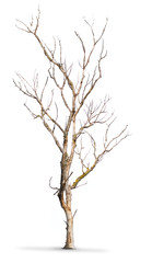 Fototapeta na wymiar martwy pień drzewa na białym tle - klimat