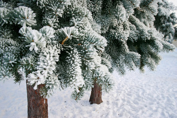 Frosty fir-trees
