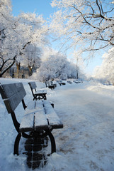 Frosty park in winter