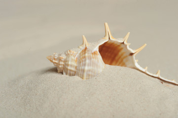 cockleshell on sand