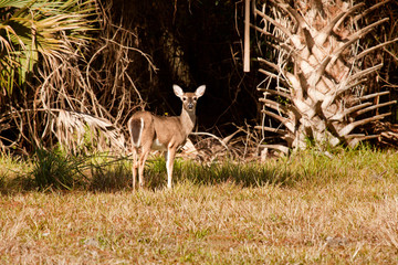 Florida Deer