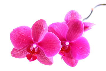 Naklejka na ściany i meble orchidee, różowy