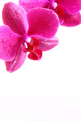 Fototapeta na wymiar orchidea tle kwiatów