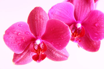 orchidee,makroaufnahme