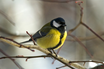 great tit