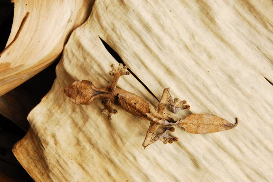 Uroplatus -Blattschwanzgecko