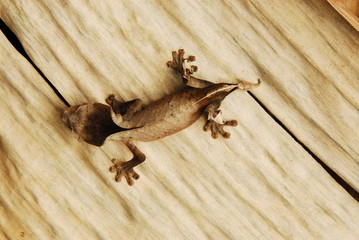 Uroplatus - Blattschwanzgecko - Madagaskar