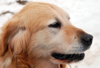 Head of labrador.