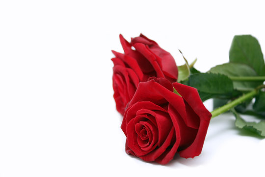 Schöne Rose" Bilder – Durchsuchen 25 Archivfotos, Vektorgrafiken und Videos  | Adobe Stock