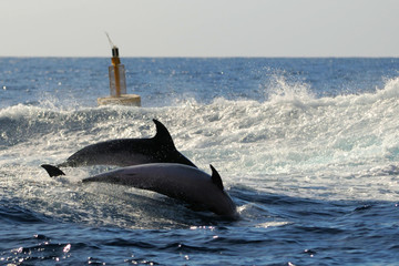 Delfine Wildlife © Stefan Richter