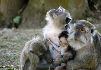 Affenfamilie