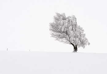 Buche im Schnee