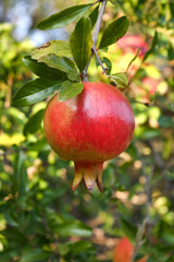 Pomegranate