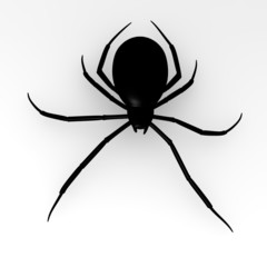 spider