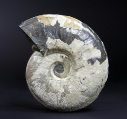 Ammonit (Eleganticeras sp.) vor schwarzem Hintergrund