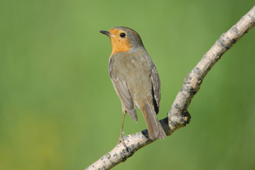 Fototapeta premium Petirrojo