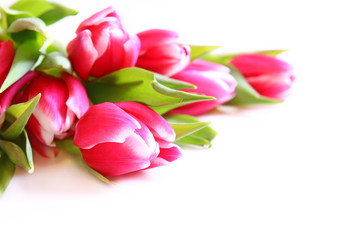 blumenhintergrund,tulpen