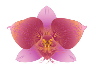 One flower of orchid on a white background (vector picture)