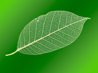 Openwork leaf.