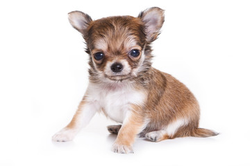 Fototapeta na wymiar Chihuahua puppy isolated on white