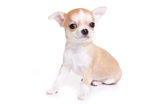 Chihuahua puppy isolated on white