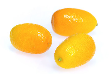 Kumquat 17