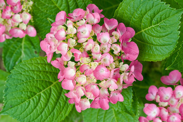 Red and yellow flowers of Hydrangea