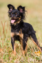 Toy Dog in outdoor settings