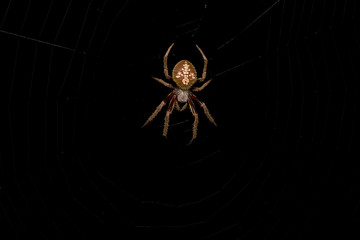 Hairy Spider