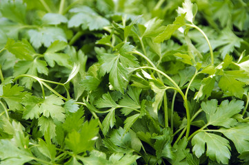 parsley