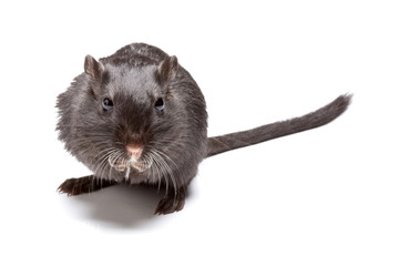 Funny rat on white background