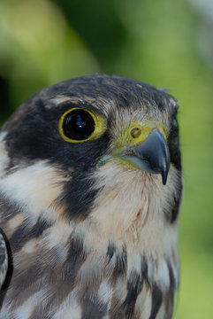 baumfalke portr.