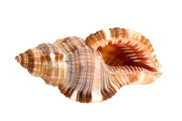 Shell
