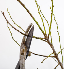 gros plan d'un sécateur coupan le rameau d'une branche