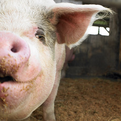 Pig in Barn