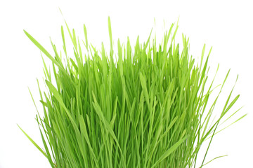 Isolated green grass on white background