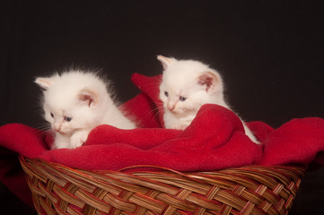 Two white kittens in a basket