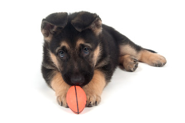 German Shepherd playing with toy white