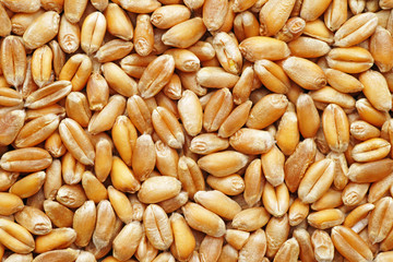 Weizen Körner Nahaufnahme