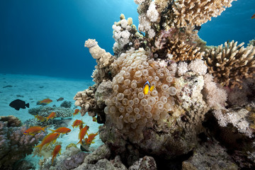 Fototapeta na wymiar bubble anemon i anemonefish