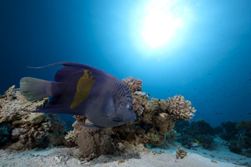 Fototapeta na wymiar arabian angelfish and ocean