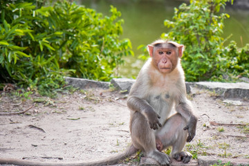 Male Bonnet Macaque