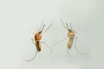 mosquito and his reflection