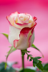 Single pink rose