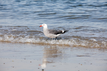 Sea gull