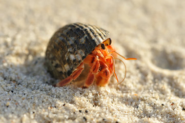 Hermit Crab on a beach