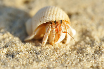 Hermit Crab on a beach