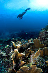 Plongeuse le long du récif, photo sous marine, Lembeh, IndonŽsie