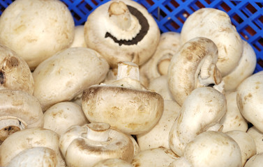 Champignon de paris