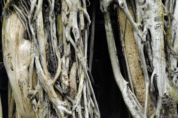 Ta Prohm-Tempel, mit den Wurzeln eines Kapokbaumes umschlungen.